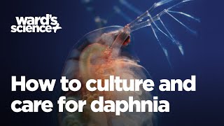 Caring and Culturing for Daphnia [upl. by Grannias]