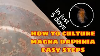 How to Culture Magna Daphnia Easily [upl. by Oatis]