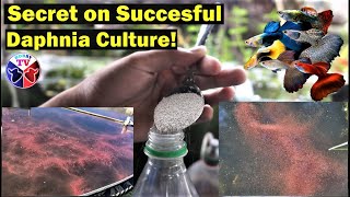 How to Culture Daphnia Successfully [upl. by Coster593]