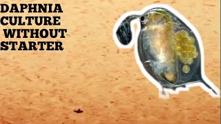 HOW TO CULTURE DAPHNIA NATURALLY WITHOUT A STARTER [upl. by Dorahs]