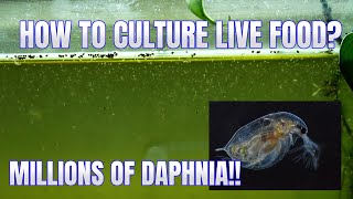 How to Culture Daphnia Secret Method to Breed MILLIONS  Simply Aquatic [upl. by Giordano970]