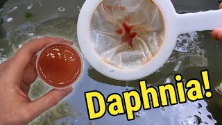 How I Culture Daphnia In Outdoor Tubs [upl. by Ihskaneem]