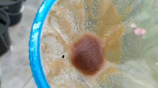 How to culture daphnia moina in a small container Part 1 English Subtitle [upl. by Adaiha915]