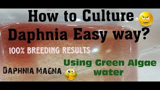 Daphnia MagnaHow to Culture Daphnia Easy wayCulturing Daphnia using Green water Daphnia [upl. by Ennyl406]