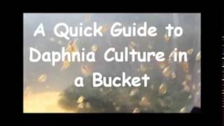 How to culture daphnia outside [upl. by Acihsay]