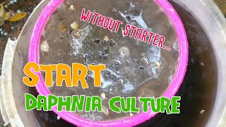 How to culture daphnia moina the easy way 1  Starting the Daphnia culture [upl. by Rorrys686]