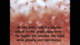 Daphnia  How to grow daphnia in your home [upl. by Emsoc]