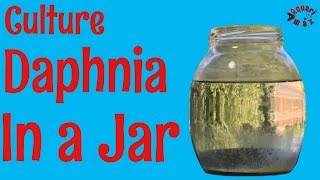 How to Culture Daphnia in a Jar [upl. by Neelra]