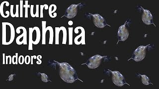 How to Culture Daphnia [upl. by Corron]