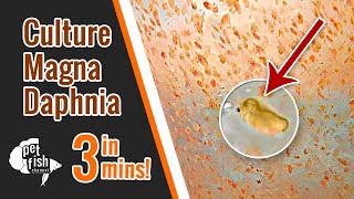 How to culture DAPHNIA MAGNA  The easy way [upl. by Zina]