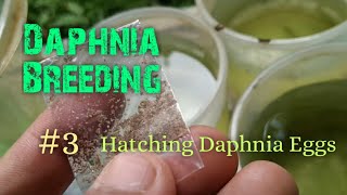 Daphnia Culture made simple and easy 3  Hatching Daphnia eggs [upl. by Anirok666]