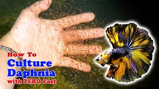 How to Culture Daphnia with ZERO Cost  Unlimited Live Food For Our Fish [upl. by Tiffani495]