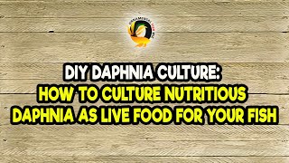 DIY Daphnia Culture How to Culture Nutritious Daphnia as Live Food for Your Fish [upl. by Charmion]