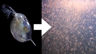 How I Culture Daphnia [upl. by Oneladgam893]