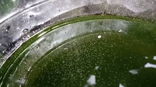 DAPHNIA MOINA CULTURE IN A SMALL BUCKET [upl. by Arlen]