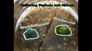 How To Culture Daphnia and Moinas using Green Water Spirulina powder [upl. by Adnilra]