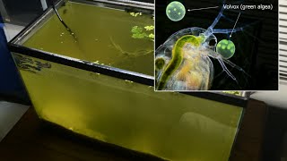 Raising Daphnia for the Freshwater Aquarium [upl. by Risteau]