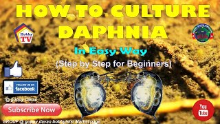 HOW TO CULTURE DAPHNIA In Easy Way [upl. by Aribold182]